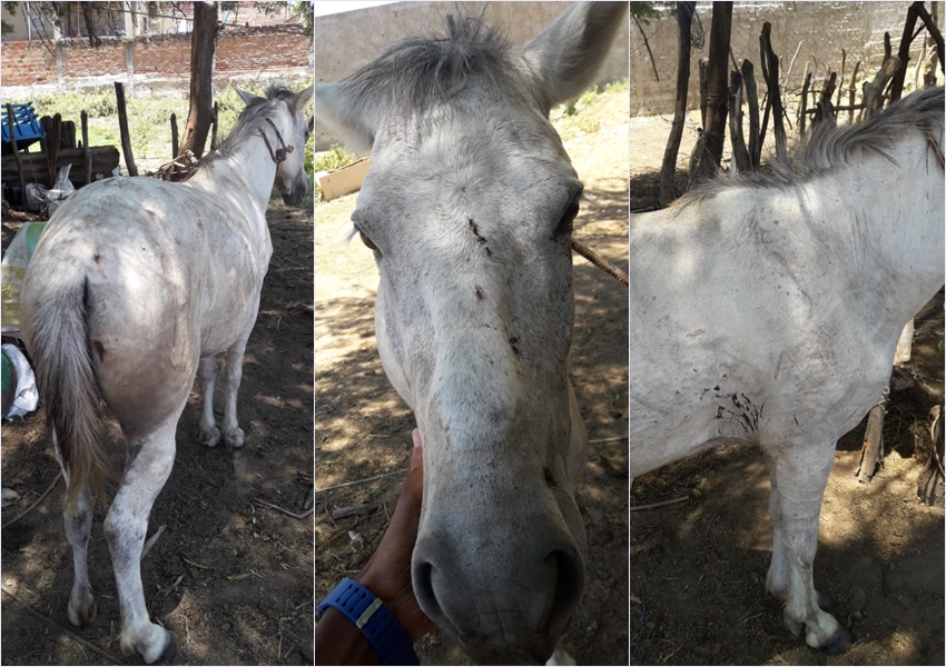 Homem é flagrado maltratando cavalo em Livramento de Nossa Senhora; veja vídeo