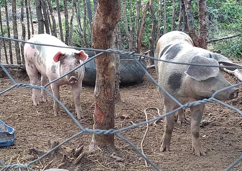 Furtos são esclarecidos e animais recuperados em Rio do Antônio
