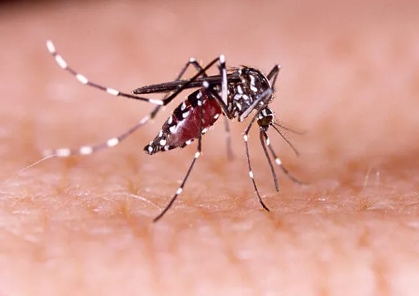 Casos prováveis de dengue se aproximam de 400 mil no país em 2024