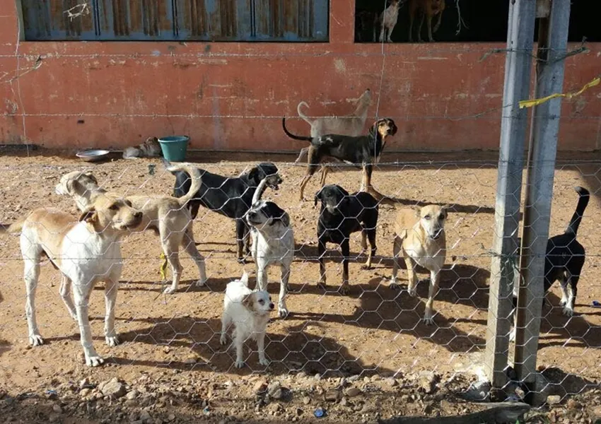 Projeto prevê distribuição de ração e utensílios a animais em situação de abandono na Bahia