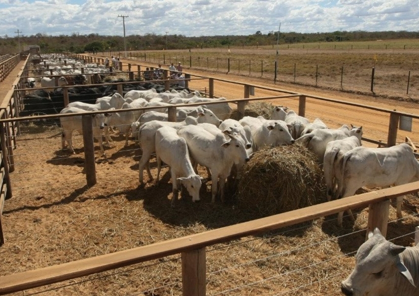 Bahia tem maior redução de área destinada à agropecuária no Brasil