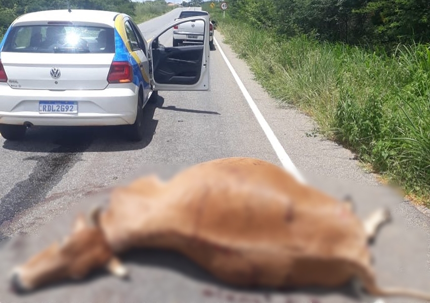 Veículo da prefeitura de Érico Cardoso colide com animal entre Caturama e Botuprã