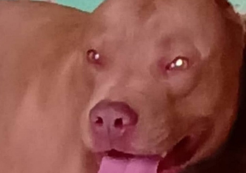 Dois homens são denunciados por causar morte de cão em Poções