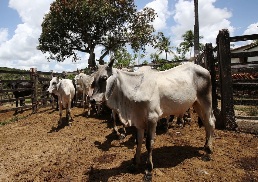 Vacinação contra febre aftosa na Bahia inicia segunda etapa; campanha vai até dia 30 de novembro