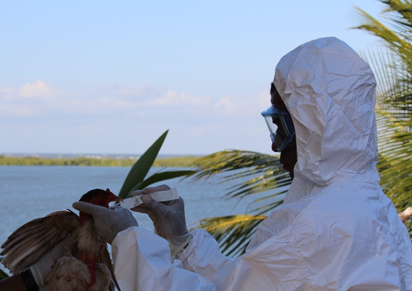 Governo da Bahia decreta emergência zoossanitária para influenza aviária H5N1
