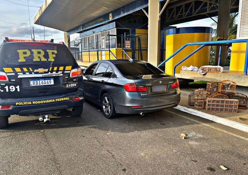 PRF resgata 56 pássaros silvestres em carro de luxo em Santo Antônio de Jesus; animais seriam vendidos por até R$ 5 mil