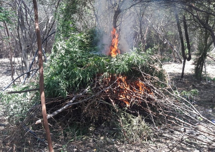 Plantação com mais de 3 mil pés de maconha é encontrada pela polícia na Bahia