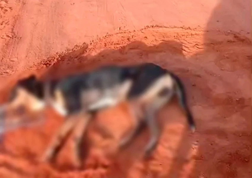 Cães são encontrados mortos e população pede apuração em Livramento de Nossa Senhora