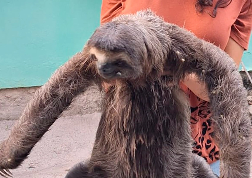 Bicho-preguiça é resgatado no campus do IFBA de Porto Seguro