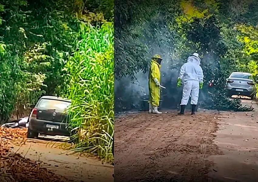 Homem morre após ataque de abelhas na divisa entre Bahia e Minas