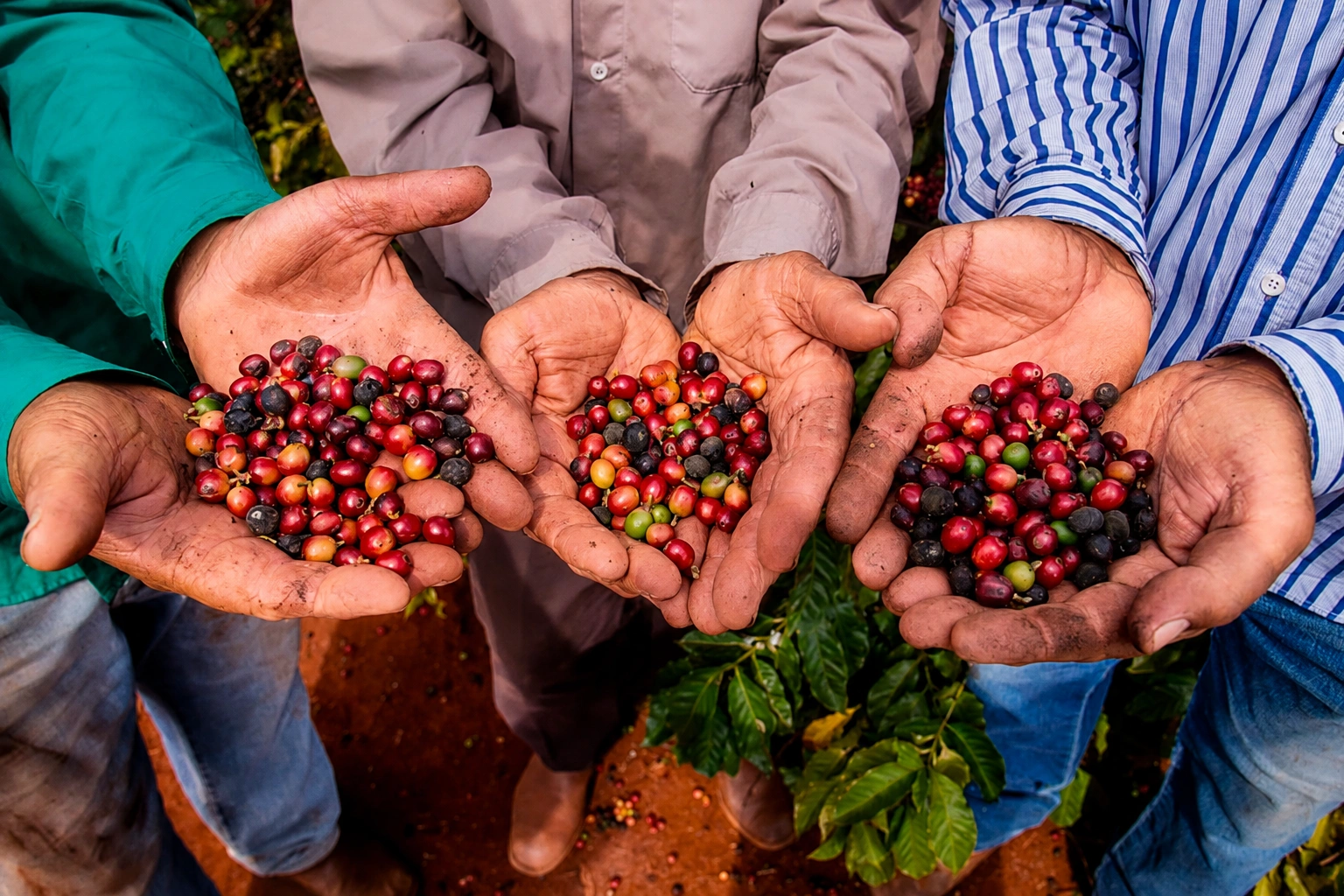 Rio de Contas recebe segunda edição do Encontro de Cafeicultura Entre Serras e Grãos