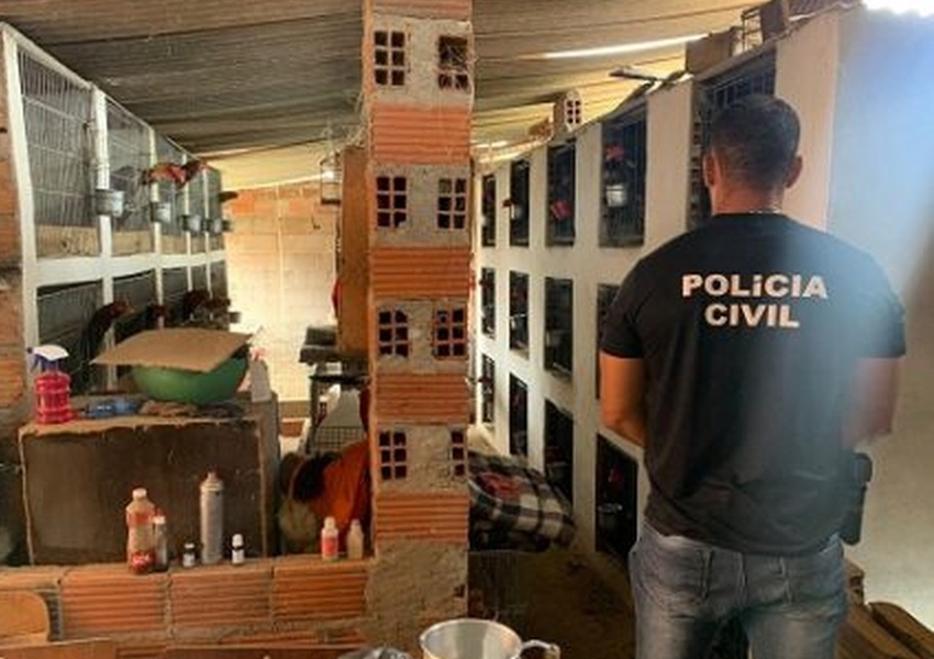 Polícia fecha local que abrigava rinha de galos e resgata aves em Nova Itarana