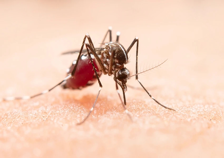 Bahia confirma quarta morte por dengue e declaração do governador enfatiza ações contra a doença