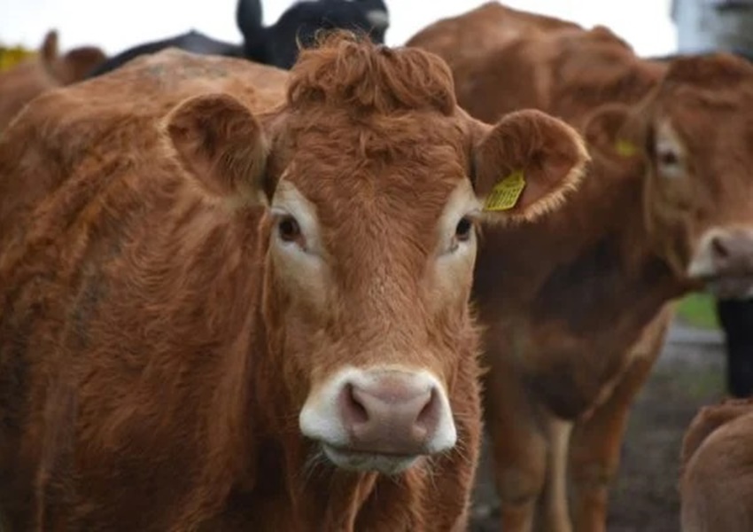 Brasil suspende exportação de carne para China após caso de 'vaca louca' no Pará