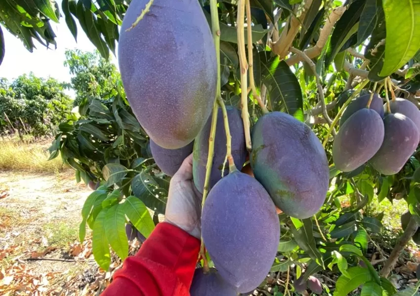Produtora de 77 anos sofre prejuízo com furto de mangas em Livramento de Nossa Senhora