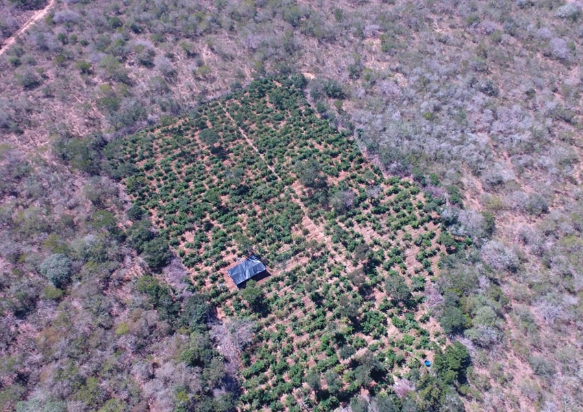 Polícia localiza 40 mil pés de maconha com auxílio de drone