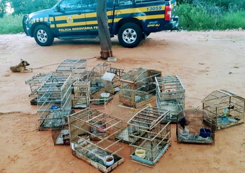 Lagoa Real: PRF resgata 44 aves silvestres criadas em cativeiro