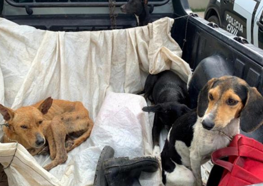 Eunápolis: Polícia prende dois homens e resgata seis cachorros vítimas de maus-tratos