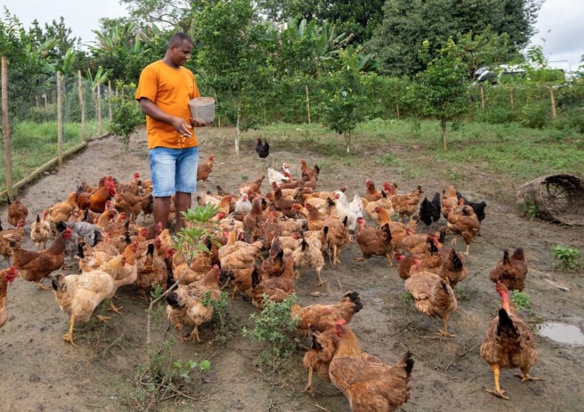 Bahia bate recorde na produção de ovos graças a investimentos estatais