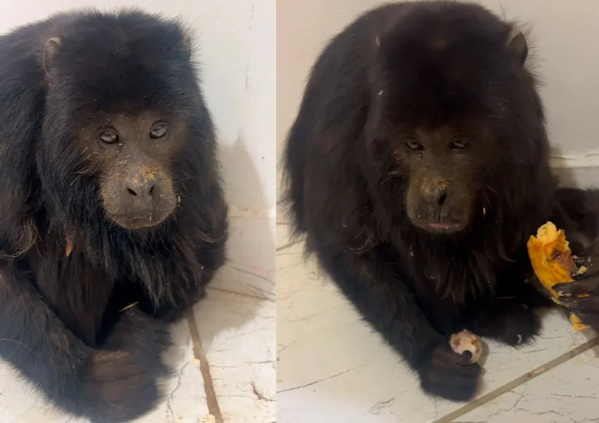 Macaco bugio é resgatado após ataque de cães em Livramento de Nossa Senhora