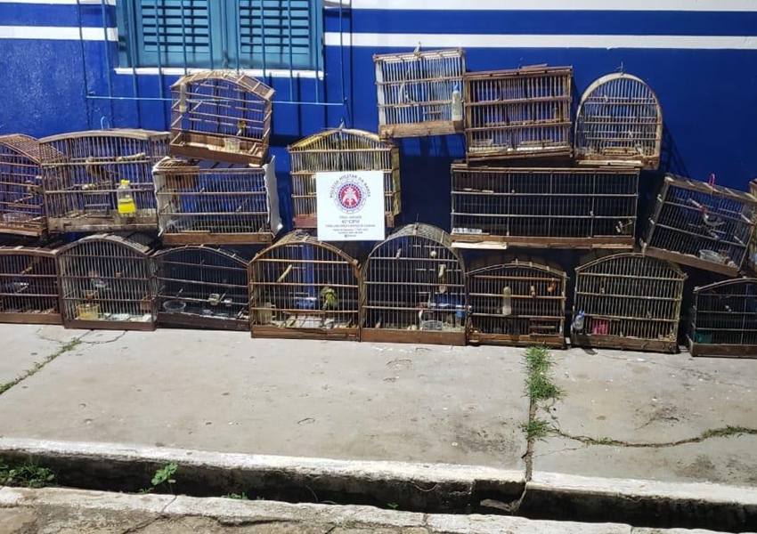 Livramento: Guarnição da 46ª CIPM apreende animais silvestres em uma residência no Bairro Estocada