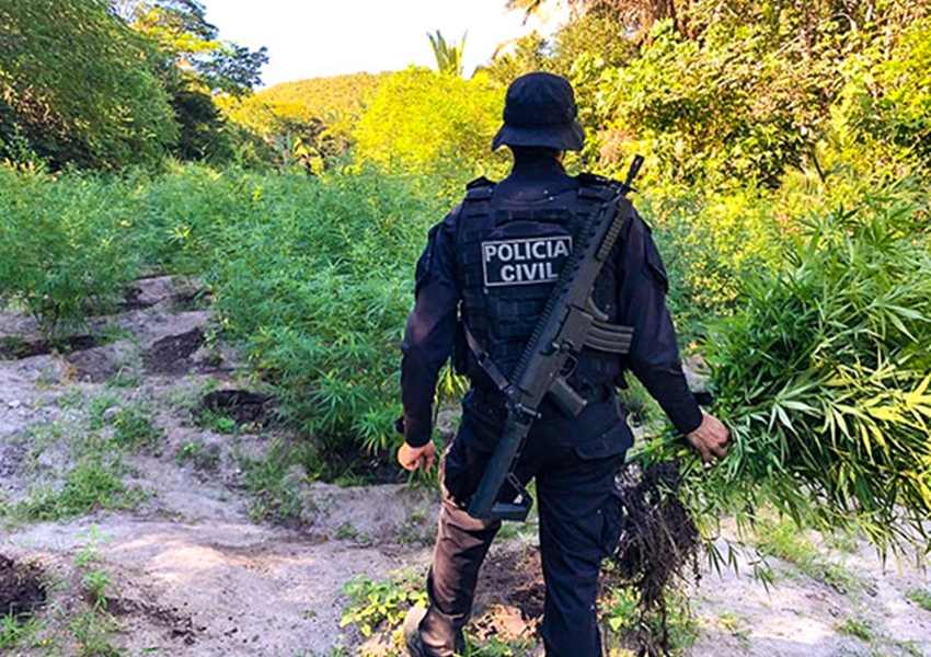 Delegacia Territorial de Bom Jesus da Lapa erradica plantação de quatro mil pés de maconha