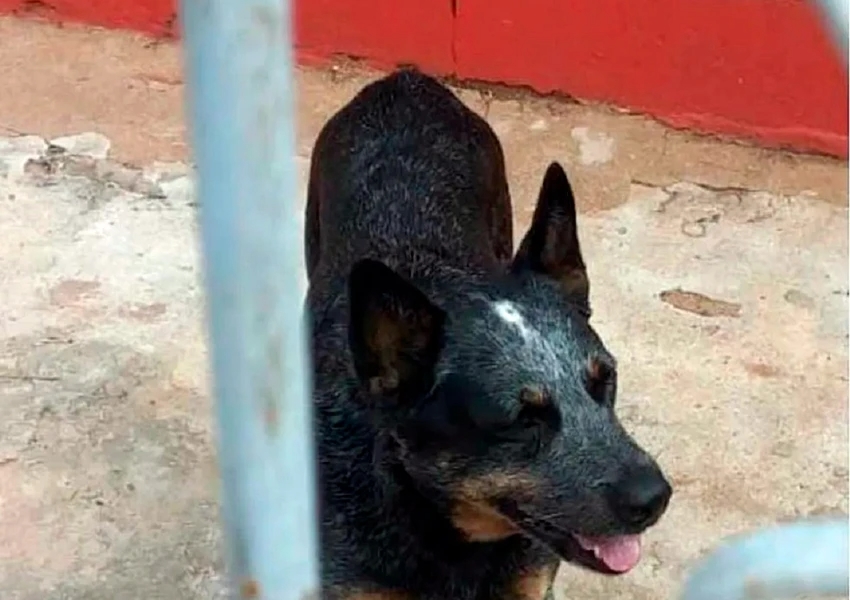 Cachorro de raça roubado é localizado pela polícia e devolvido ao dono em momento emocionante