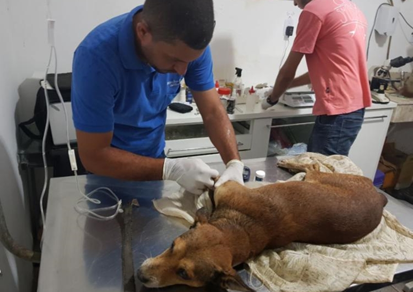 Cão é resgatado por PMs após passar 3 dias abandonado em casa em Euclides da Cunha