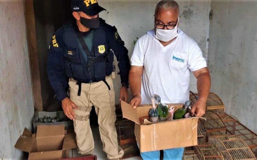 Operação policial resgata mais de 450 aves em situação de maus-tratos no Sul da Bahia