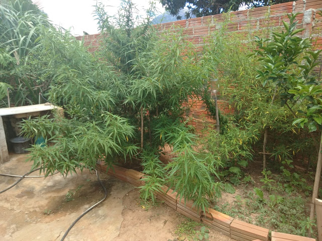 Livramento: Policia Militar erradica pés de maconha e prende homem na comunidade da Barrinha