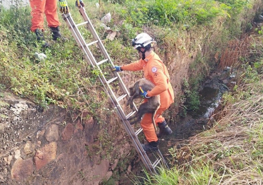Bombeiros resgatam cachorro em canal de esgoto em Barreiras