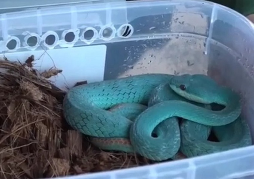 Eunápolis: Mais de 30 cobras e répteis são apreendidos em ônibus na BR-101