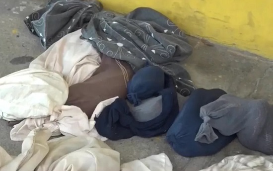 Eunápolis: Mais de 30 cobras e répteis são apreendidos em ônibus na BR-101