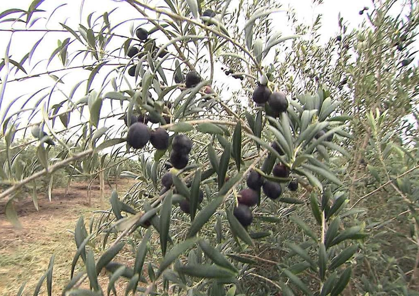 Rio de Contas: produção de azeitona faz Bahia entrar no grupo de quatro estados que produzem o fruto no país