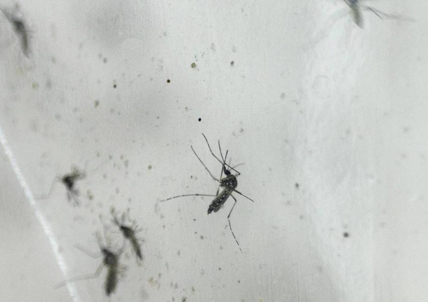 Ministério da Saúde destina R$ 1,5 bilhão para enfrentamento da dengue e emergências de saúde