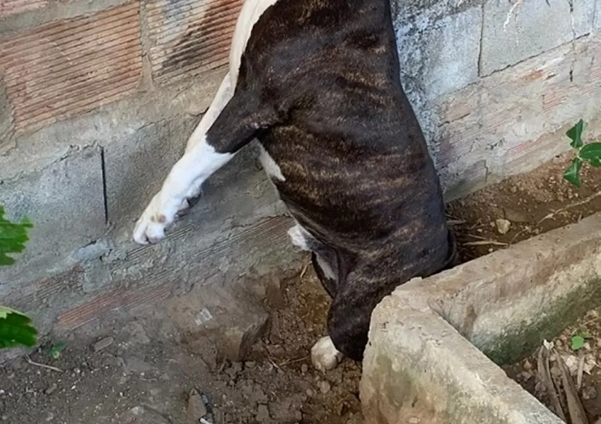 Cão é morto por enforcamento durante furto em sítio em Jequié