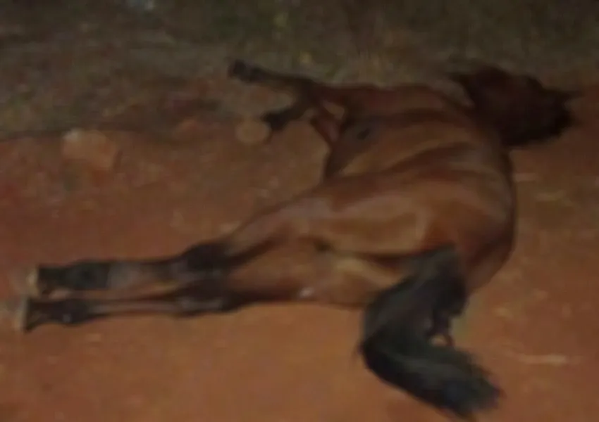 Cavalo morre após carroça desgovernada bater em poste em Livramento de Nossa Senhora