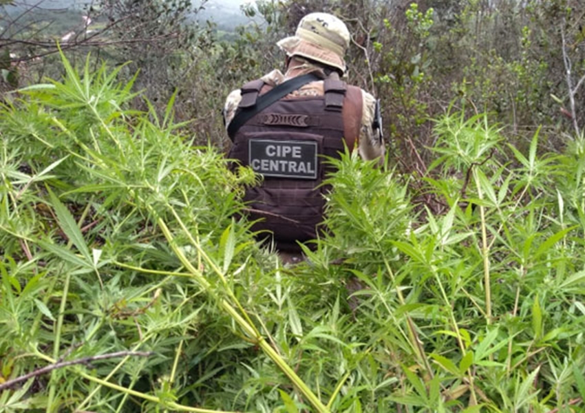  Cipe Central erradica e incinera plantio de maconha em Ibicoara