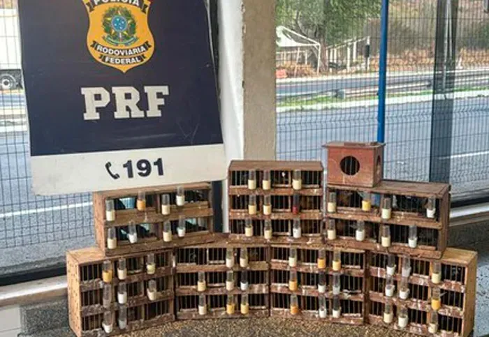 Polícia Rodoviária Federal apreende aves silvestres em ônibus na Bahia