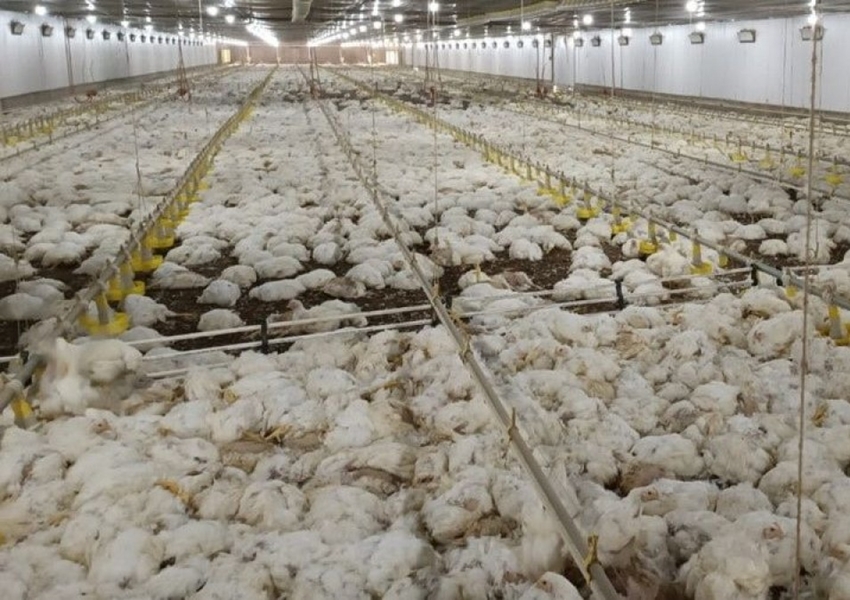 Falta de energia elétrica provoca a morte de 30 mil aves em Conceição da Feira