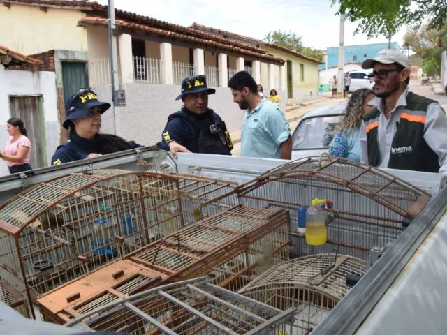 Força-tarefa resgata aves silvestres em operação contra tráfico de animais em Caetité