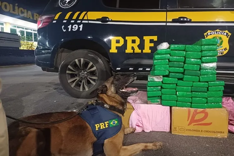 PRF apreende 50 kg de maconha em fiscalização na BR-116 em Vitória da Conquista