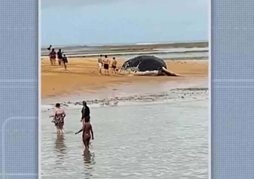 Baleia jubarte é encontrada morta em praia no sul da Bahia