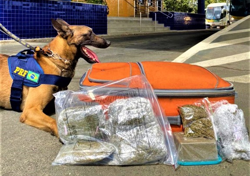 PRF apreende maconha com auxílio de cão farejador em Conquista