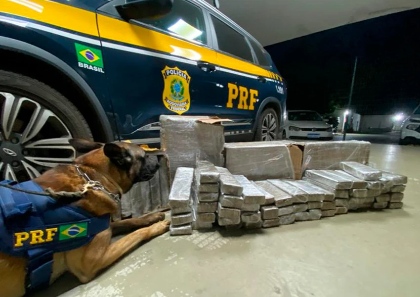 Polícia Rodoviária Federal apreende 56,35 Kg de maconha em ônibus com auxílio de cães farejadores
