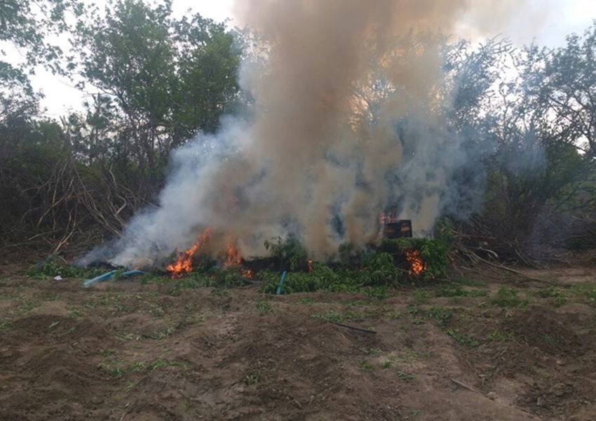 Policiais militares localizam 19 mil pés de maconha em Juazeiro