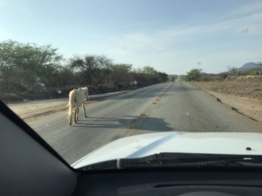 Animais soltos na BA-148 oferecem perigo a motoristas