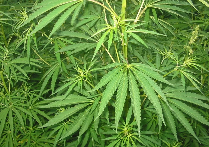 Moradora de Porto Seguro é autorizada a usar maconha no tratamento do filho