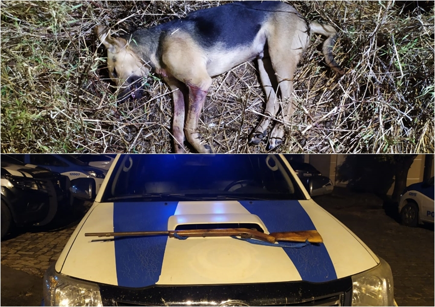 Homem é encaminhado à delegacia após atirar em cachorro em Paramirim