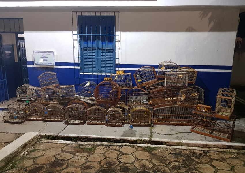 Livramento: Polícia Militar realiza grande apreensão de pássaros silvestres no Bairro Taquari